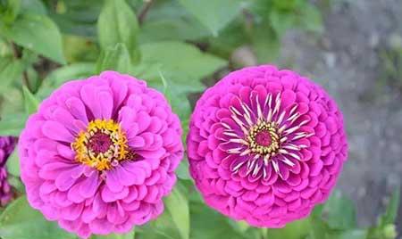 夫妻花图片及养殖