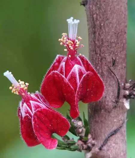 夫妻花图片及养殖