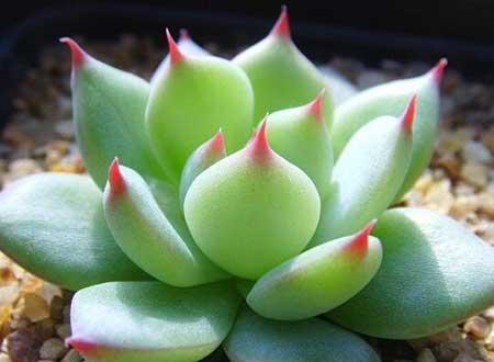 属猪适合养什么花