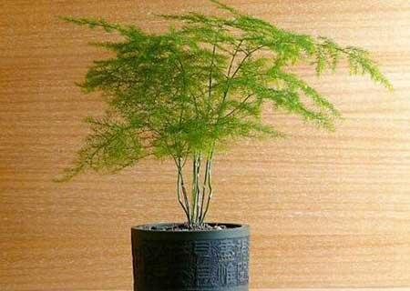 属猪适合养什么花