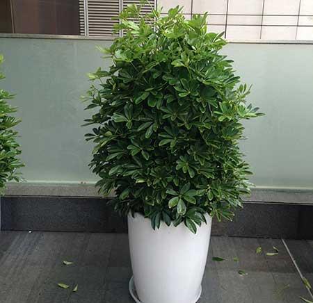 适合在房间里养的绿植