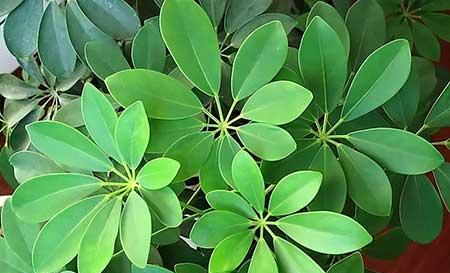 适合在房间里养的绿植