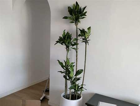 客厅比较好养活的大型绿植