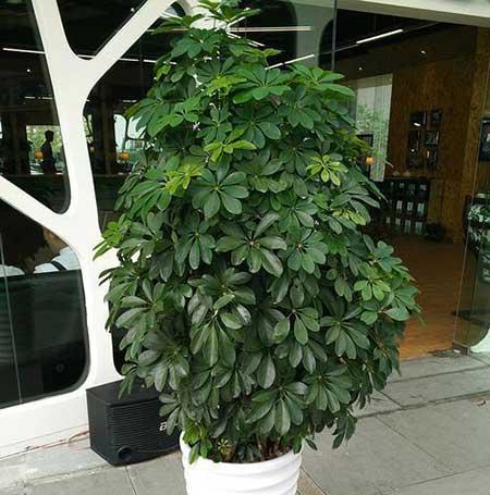 家里养什么花净化空气