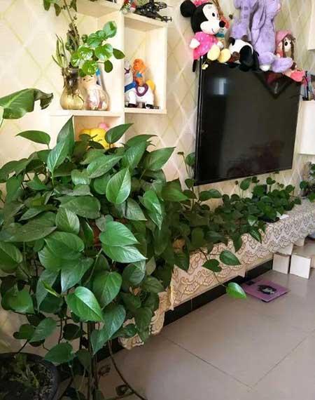 家里养什么花净化空气