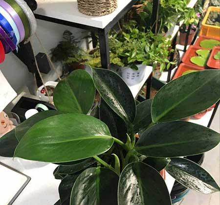 花卉金钻的养殖方法