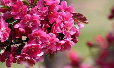 花卉剪枝方法及保养
