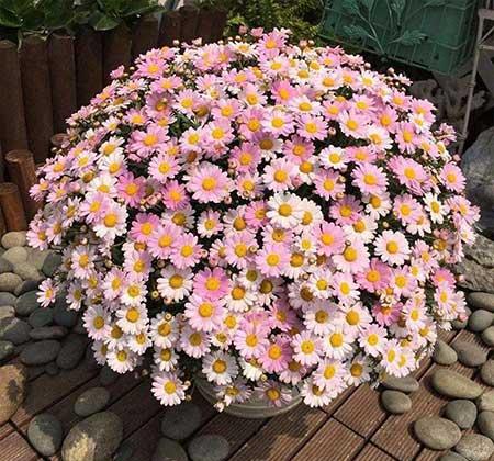 春天养什么花