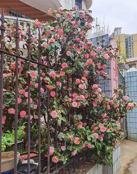春天养什么花