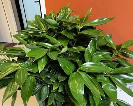 养的花
