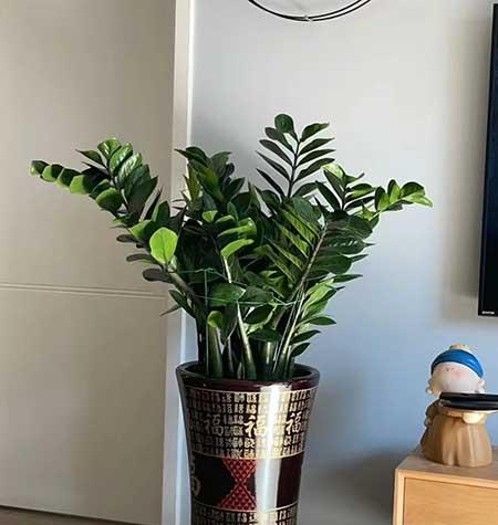 养的花
