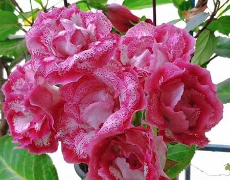 养的花