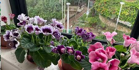 养的花