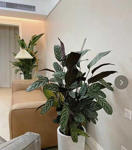 养的花