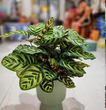 养的花