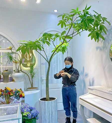 养的花
