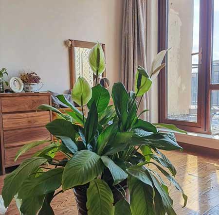 养的花
