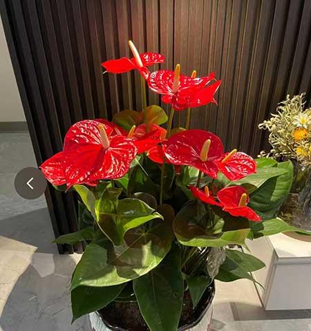 养的花