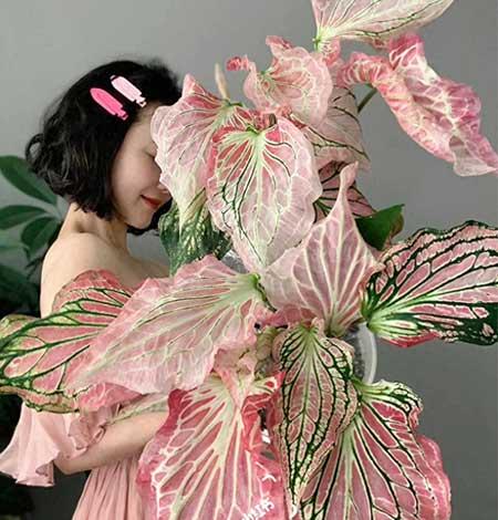 养的花