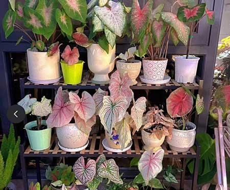 养的花