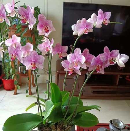 养的花