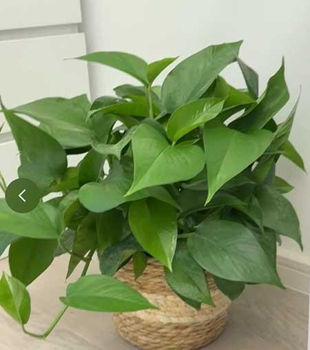 养的花