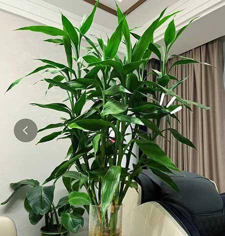 养的花