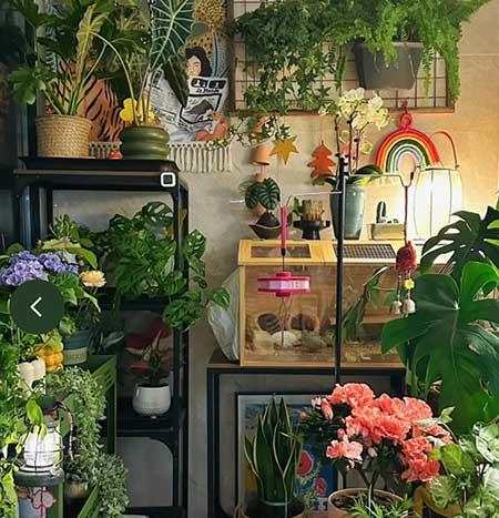 养的花