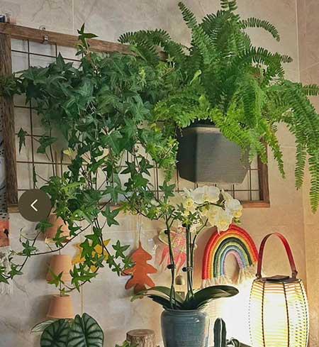 养的花