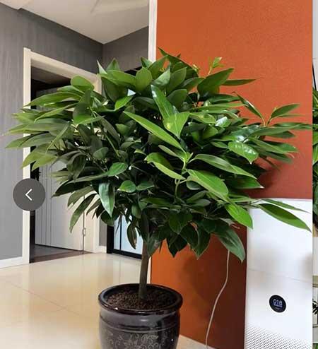 养的花
