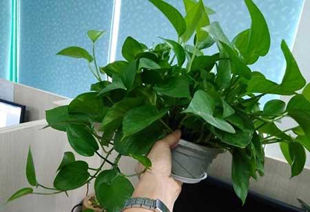 室内绿植养护小知识