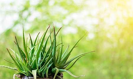 室内绿植养护小知识