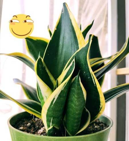 室内绿植养护小知识
