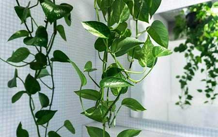 室内绿植养护小知识
