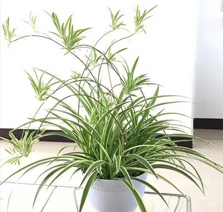 室内绿植养护小知识