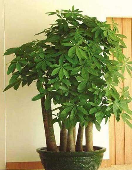 室内绿植养护小知识