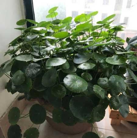 室内绿植养护小知识