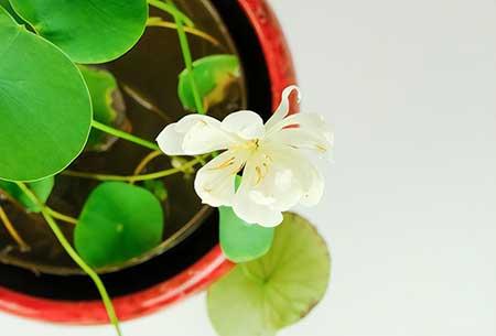 什么花能在水里养