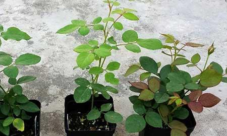 如何养护月季花