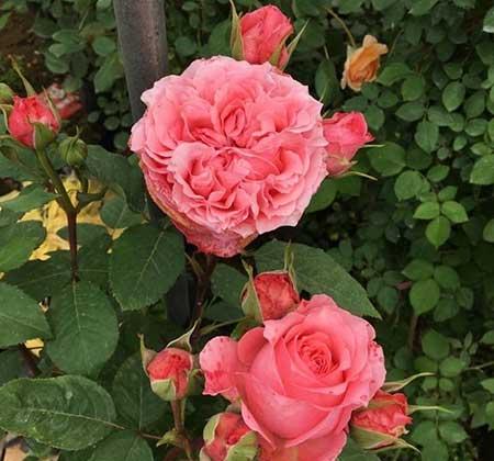 如何养护月季花