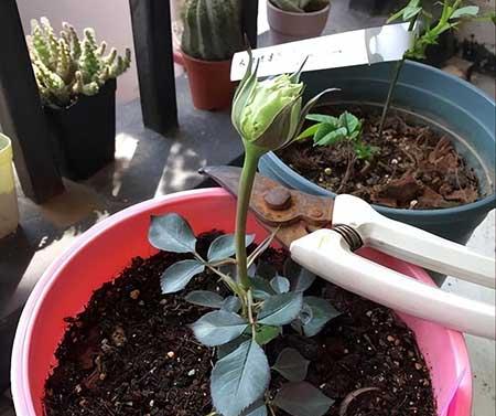如何养护月季花