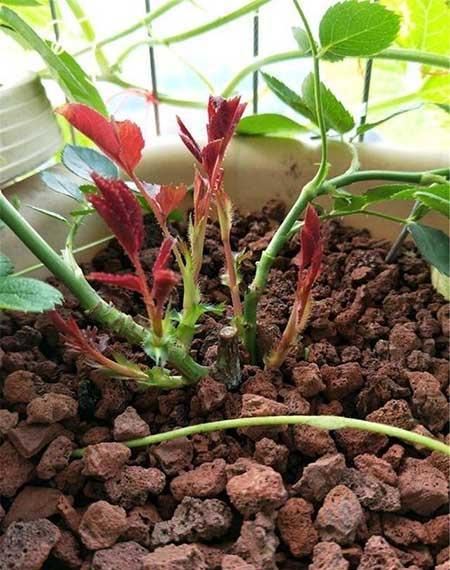 如何养护月季花