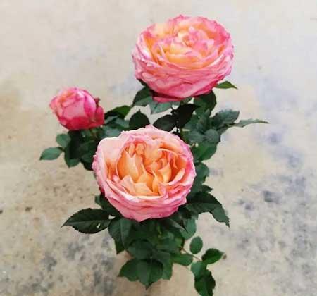 如何养护月季花
