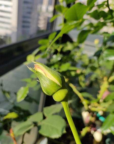如何养护月季花