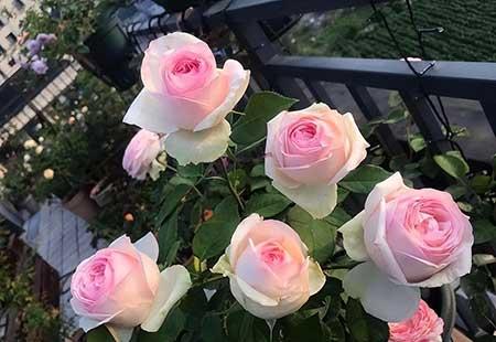 如何养护月季花