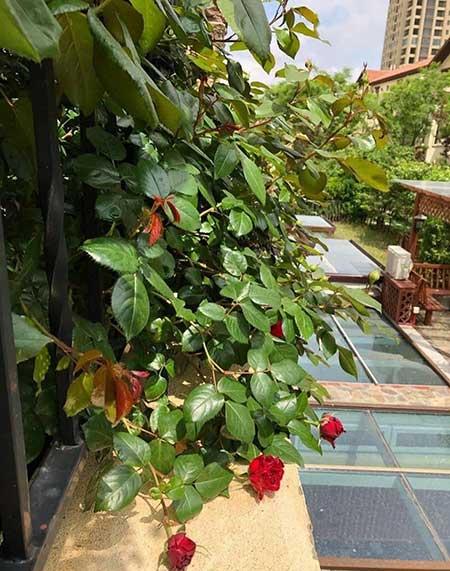如何养护月季花