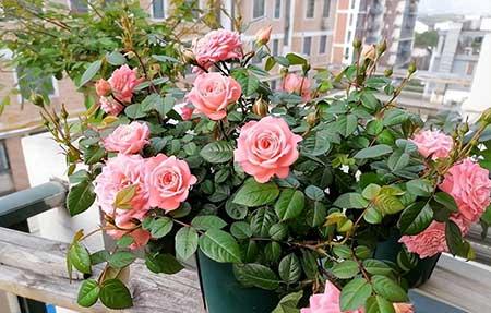 如何养护月季花