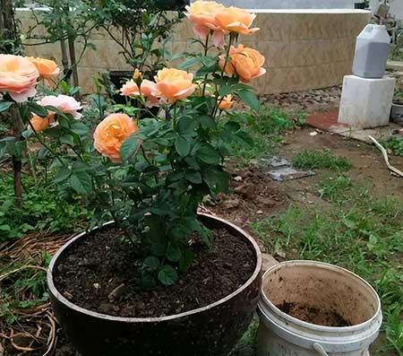 如何养护月季花