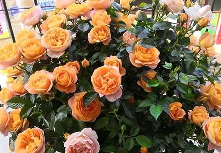 如何养护月季花