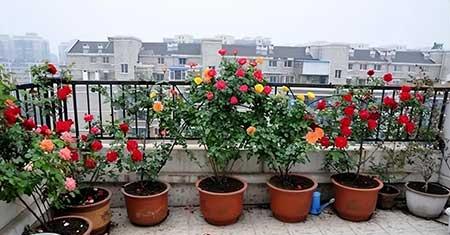 如何养护月季花
